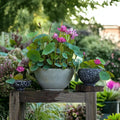 10 Pcs Mixed Color Bonsai Bowl Lotus Seeds - Exotic Water Lily Flower Plant Seeds for Ornamental Pond and Home Planting
