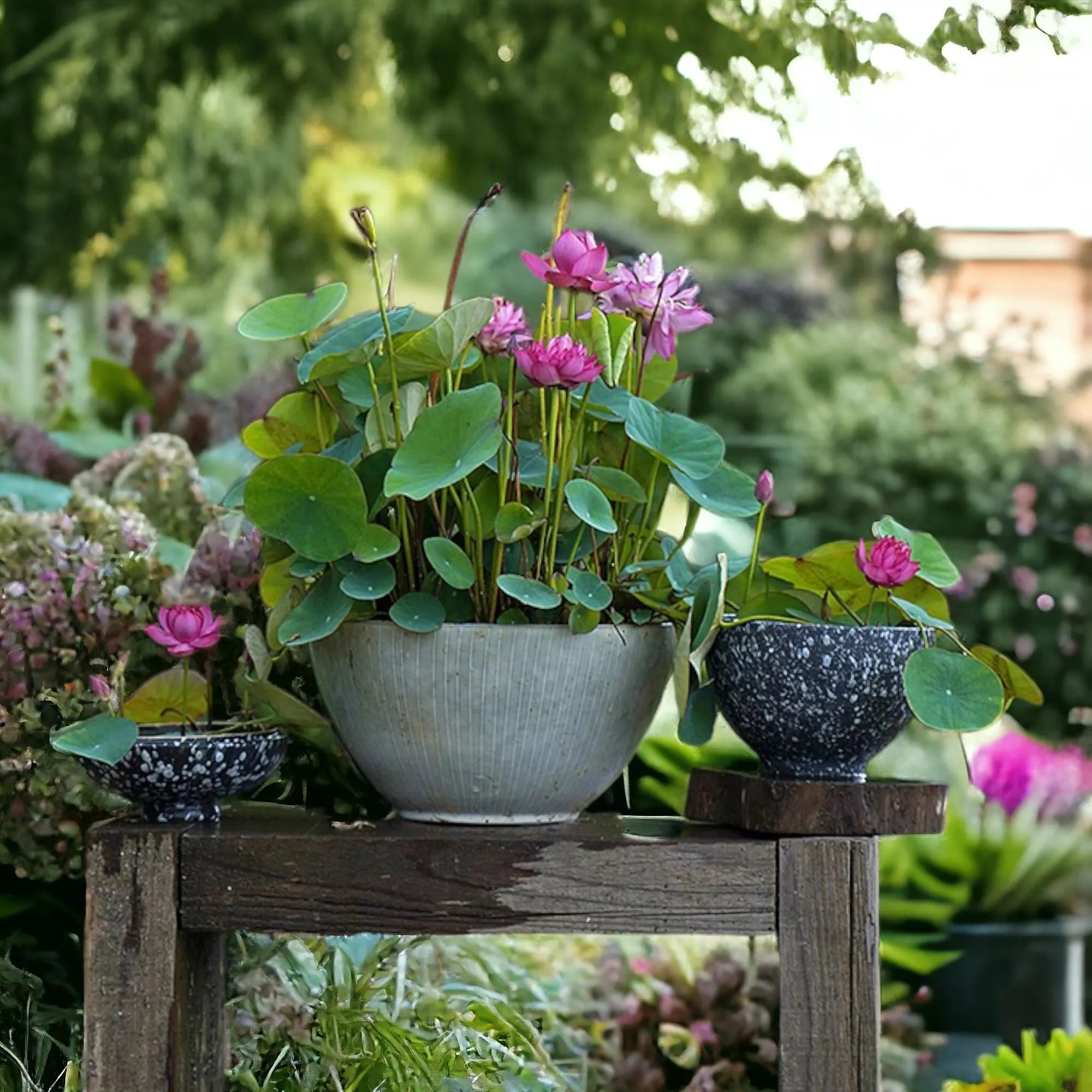10 Pcs Mixed Color Bonsai Bowl Lotus Seeds - Exotic Water Lily Flower Plant Seeds for Ornamental Pond and Home Planting