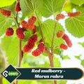 Red Mulberry – Morus rubra Seeds - Fast Growing - Open-Pollinating - Cross-Pollinating - Drought Resistant  - Fruit - 15 Seeds - New 5-20