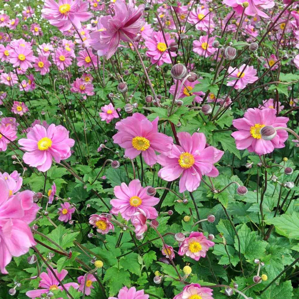 Anemone Seeds -  Japonica Flower Seed - 100 Seeds