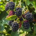 40/200/400 Seeds | Giant Thornless Blackberry Seeds – Sweet Large Berries – Easy Grow Thorn-Free Bush – Heirloom Fruit – Perfect for Home Garden(40 Seeds)