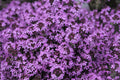Purple Creeping Thyme Seeds 500+ HERB GROUNDCOVER USA Perennial