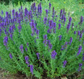 Hyssop (Hyssopus officinalis) SEEDS