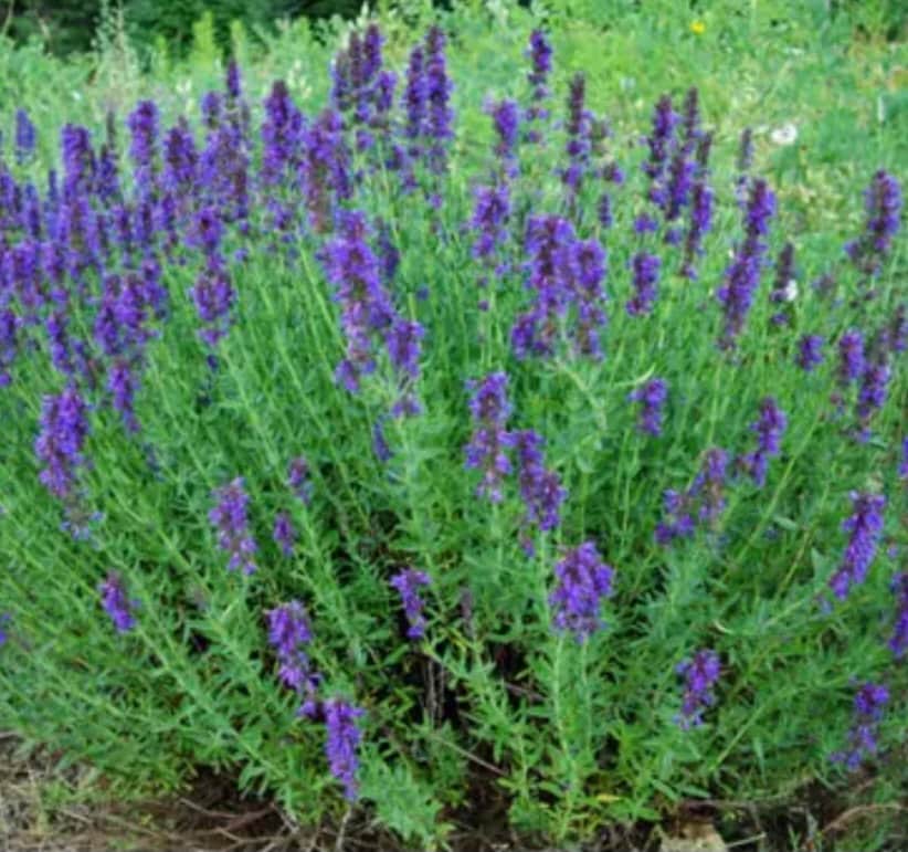 Hyssop (Hyssopus officinalis) SEEDS