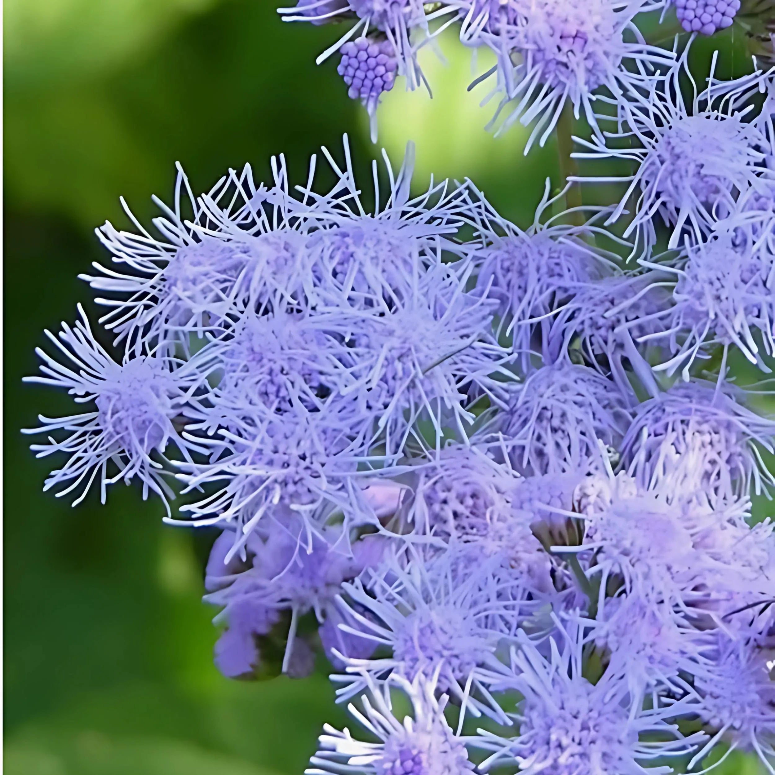 100+ Blue Mistflower Seeds (Conoclinium coelestinum)