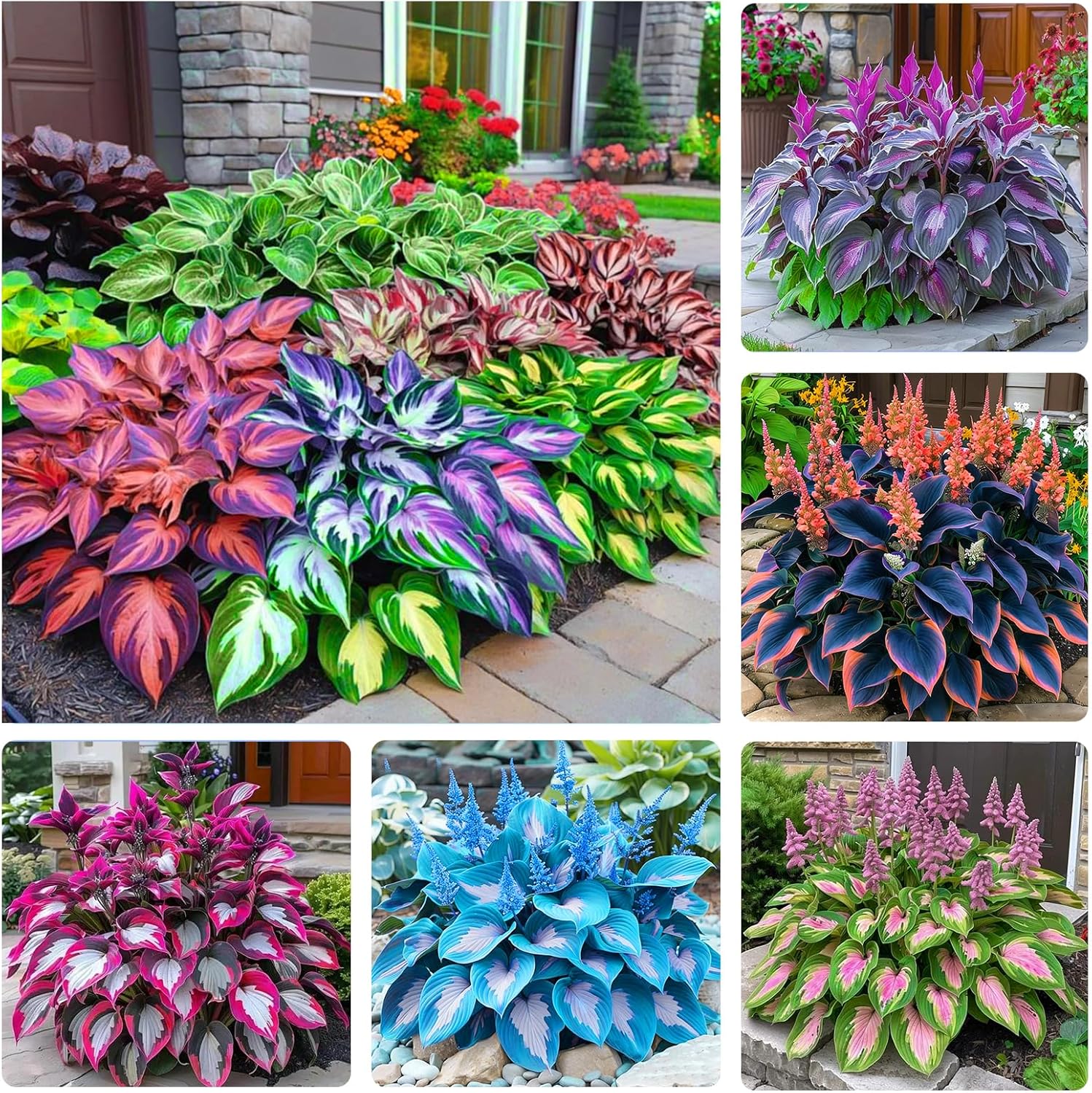 330+ Mixed Color Hosta Seeds for Planting - Shade-Tolerant Perennials, Dual Use for Ground Cover  Pots, Create Cool Shaded Gardens