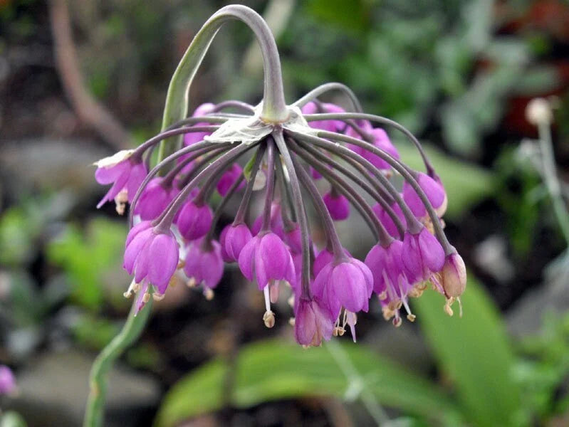 NODDING ONION Seeds *Free Shipping!* Fresh  Organic Allium cernuum Seeds | Purple Outdoor Flower Seeds for Planting | Ladys Leek Allium(50 Seeds)