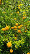 12 seeds Hardy Orange Tree (Citrus trifoliata) Impenetrable Living Fence from people and animals / Flying Dragon Seeds / Fast Growing