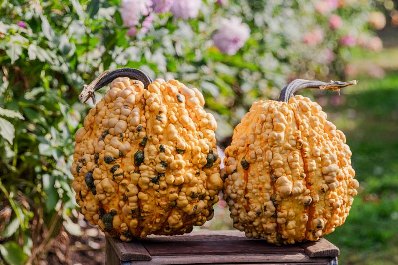 10 Kettle Corn Pumpkin Seeds. Ships free.