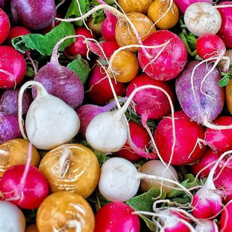 Easter Egg Radish Seeds 40/200/400 Vegetable Blend Garden NON-GMO USA(40 Seeds)