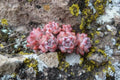 Rare Sedum perezdelarosae Seeds - Succulent Starter (10 Seeds)