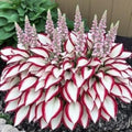 Fire and Ice Hosta Seeds: Red White Variegated Shade Perennial(20 Seeds)