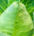 Charleston Wakefield Cabbage Seeds