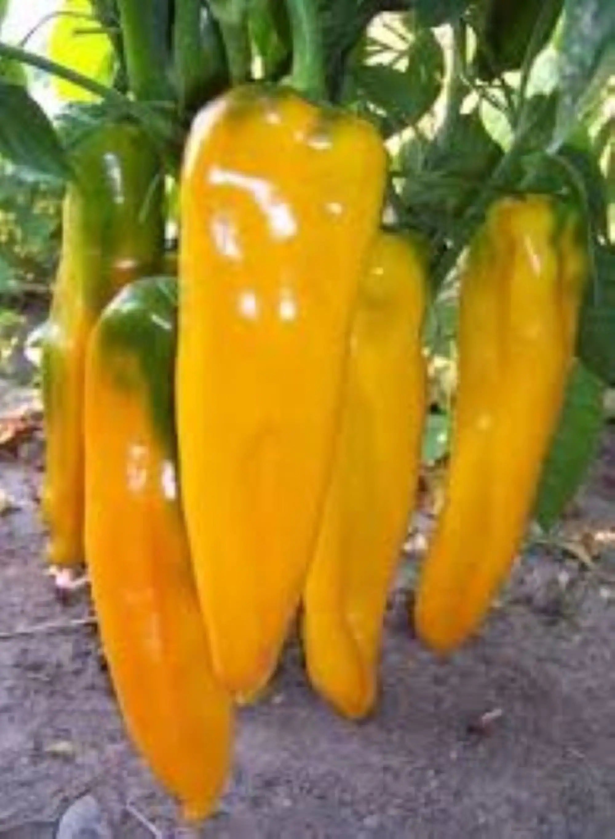 10 Golden Marconi pepper seeds - Beautiful, Golden Italian peppers USA ! Specialty ! 2024 !