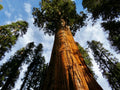Giant Sequoia Redwood Tree Seeds | Redwood Tree Seeds | Giant Sequoia Tree Seeds | Sequoiadendron giganteum Seeds | Sierra Redwood Seeds(20 Seeds)