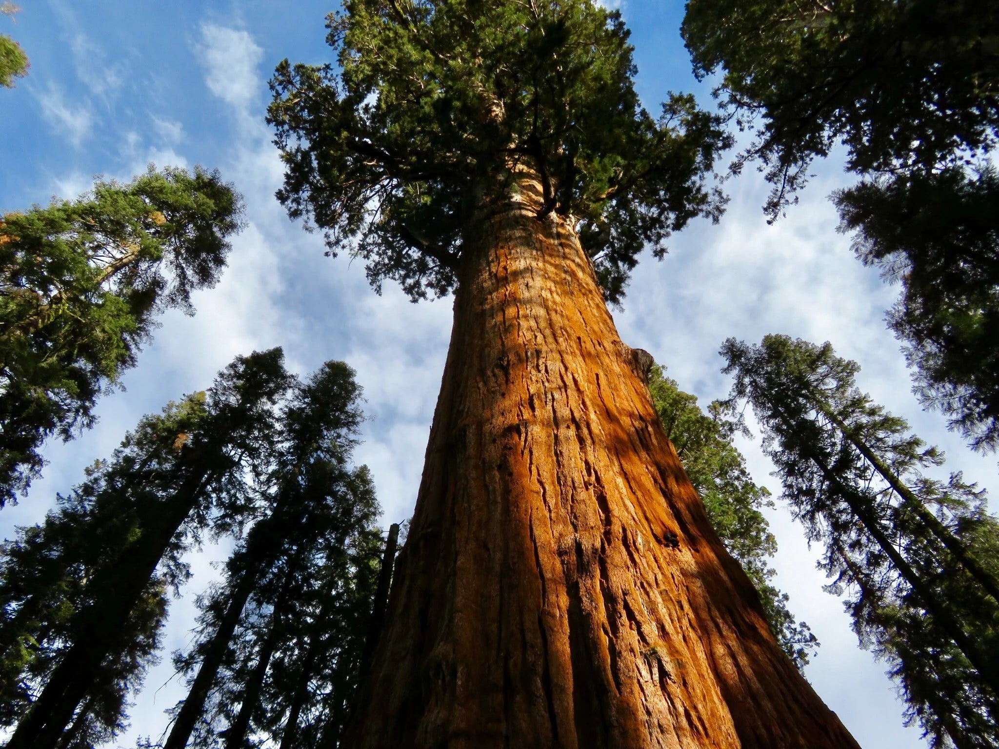 Giant Sequoia Redwood Tree Seeds | Redwood Tree Seeds | Giant Sequoia Tree Seeds | Sequoiadendron giganteum Seeds | Sierra Redwood Seeds(20 Seeds)