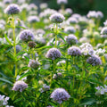 Mountain Mint Seeds – Pycnanthemum spp 40/200/400 Seeds | Aromatic Silver-Green Foliage  White Blooms, Easy-to-Grow Perennial for Gardens(40 Seeds)