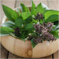 Thai Basil Seeds(10 Seeds)