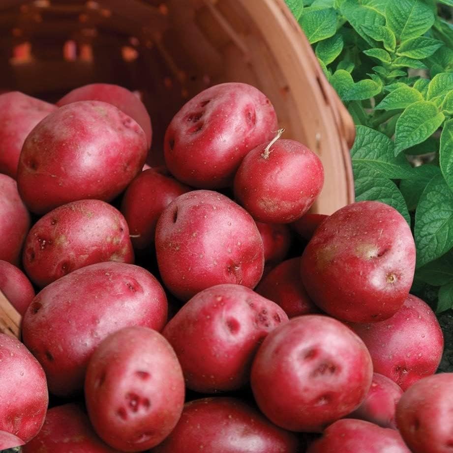 TomorrowSeeds - Pontiac Red Seed Potatoes - USDA Certified for Growers Size B NonGMO Potato Tubers Bulbs Growing Planting Planting Seed 2026-1 Pound(1 Pound)