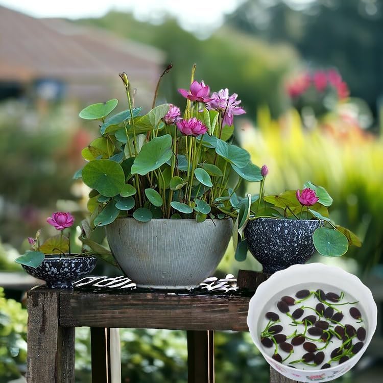 15pcs Germinated Lotus Seeds, Ready to Plant - Mixed Color Bonsai Bowl Lotus for Indoor  Outdoor Aquatic Gardens, Includes Planting Guide, Easy Growth (Germinated Lotus Seeds (Ready to Plant))(Germinated Lotus Seeds (Ready to Plant))