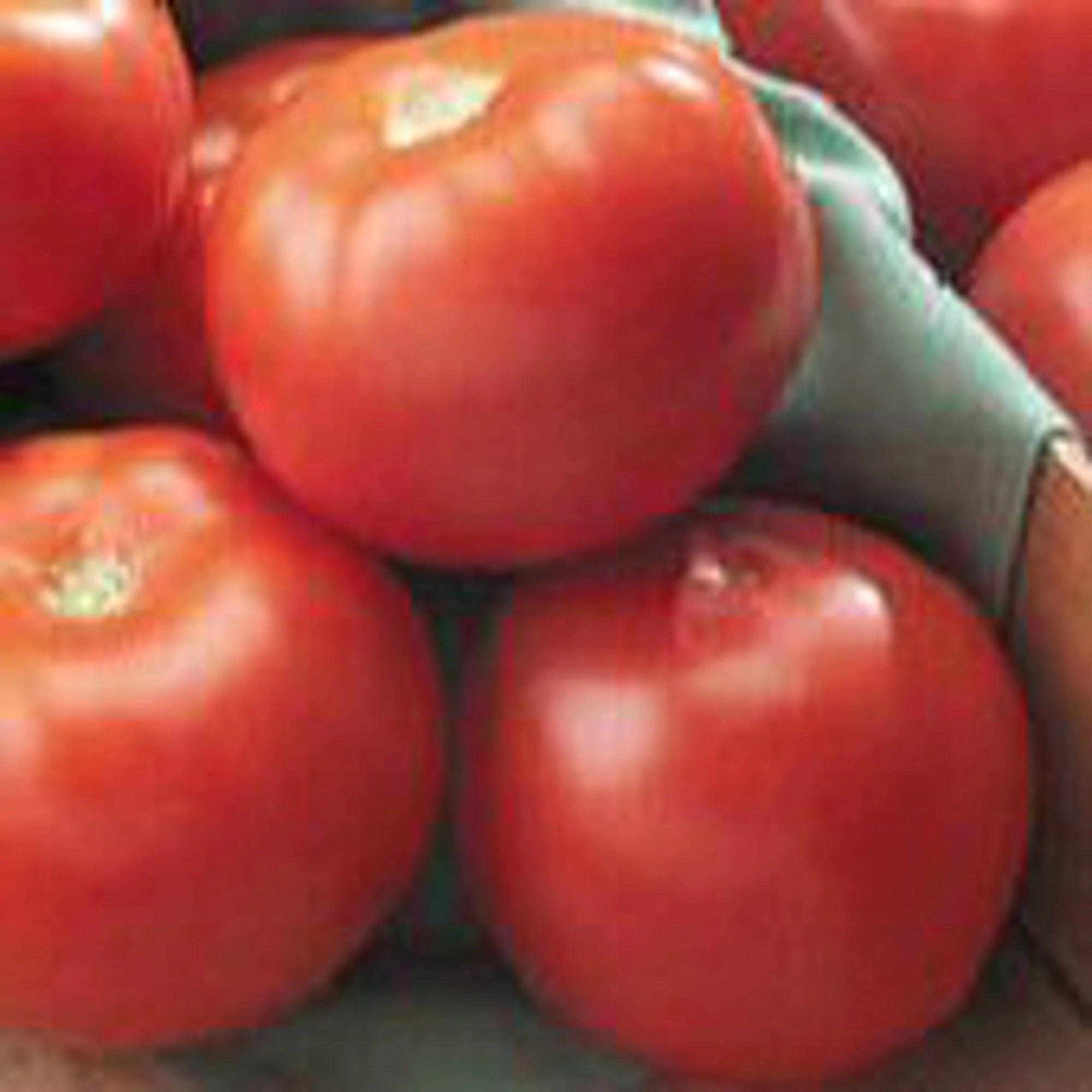 Florida 47 Tomato Seeds(10 Seeds)