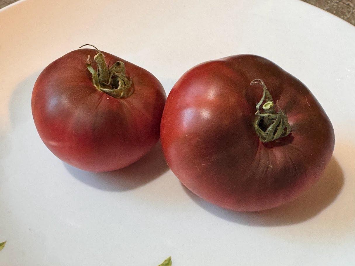Marizol Maroon Tomato Seeds(10 Seeds)
