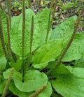 Plantain Herb Seeds | Medicinal | Hardy Perennial