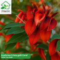 Coral Tree Seeds: Erythrina Crista Galli, Exotic Red Blooms (5 Seeds)