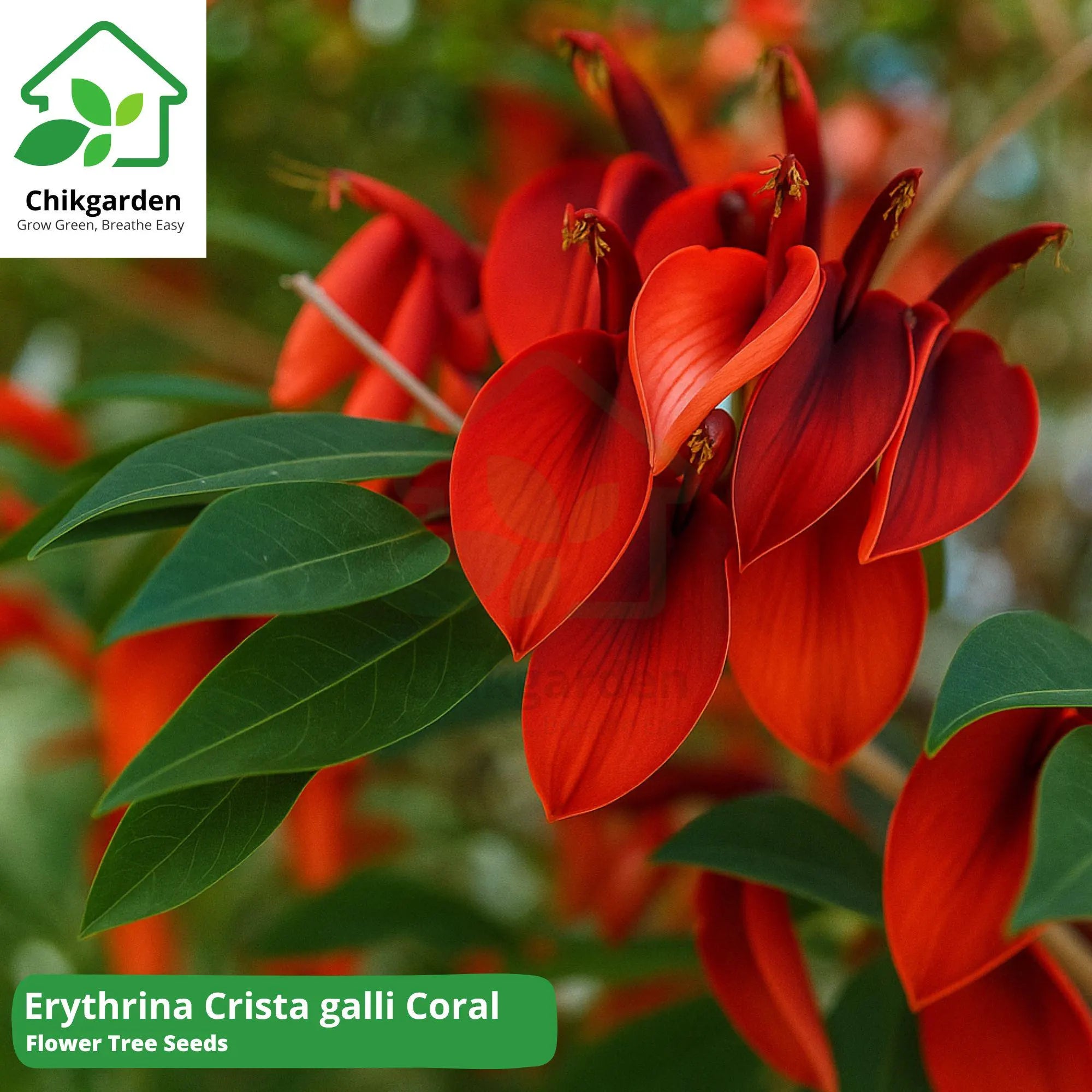 Coral Tree Seeds: Erythrina Crista Galli, Exotic Red Blooms (5 Seeds)