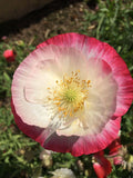 1000 PINK  WHITE POPPY Papaver Somniferum Flower Seeds *Flat Shipping