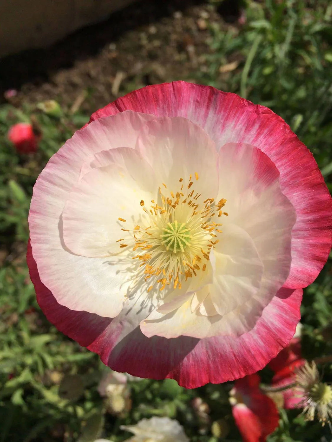 1000 PINK  WHITE POPPY Papaver Somniferum Flower Seeds *Flat Shipping