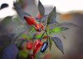 Dracula Fang Jalapeno F3 pepper seeds
