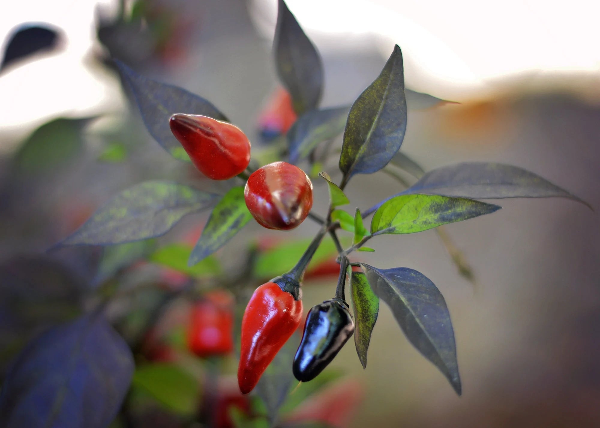 Dracula Fang Jalapeno F3 pepper seeds