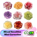 Mixed Novelties Mini Carnation Seeds - Showy Blooms, Compact Growth, Attracts Pollinators, Excellent Cut Flowers  - Plant in Spring/Fall