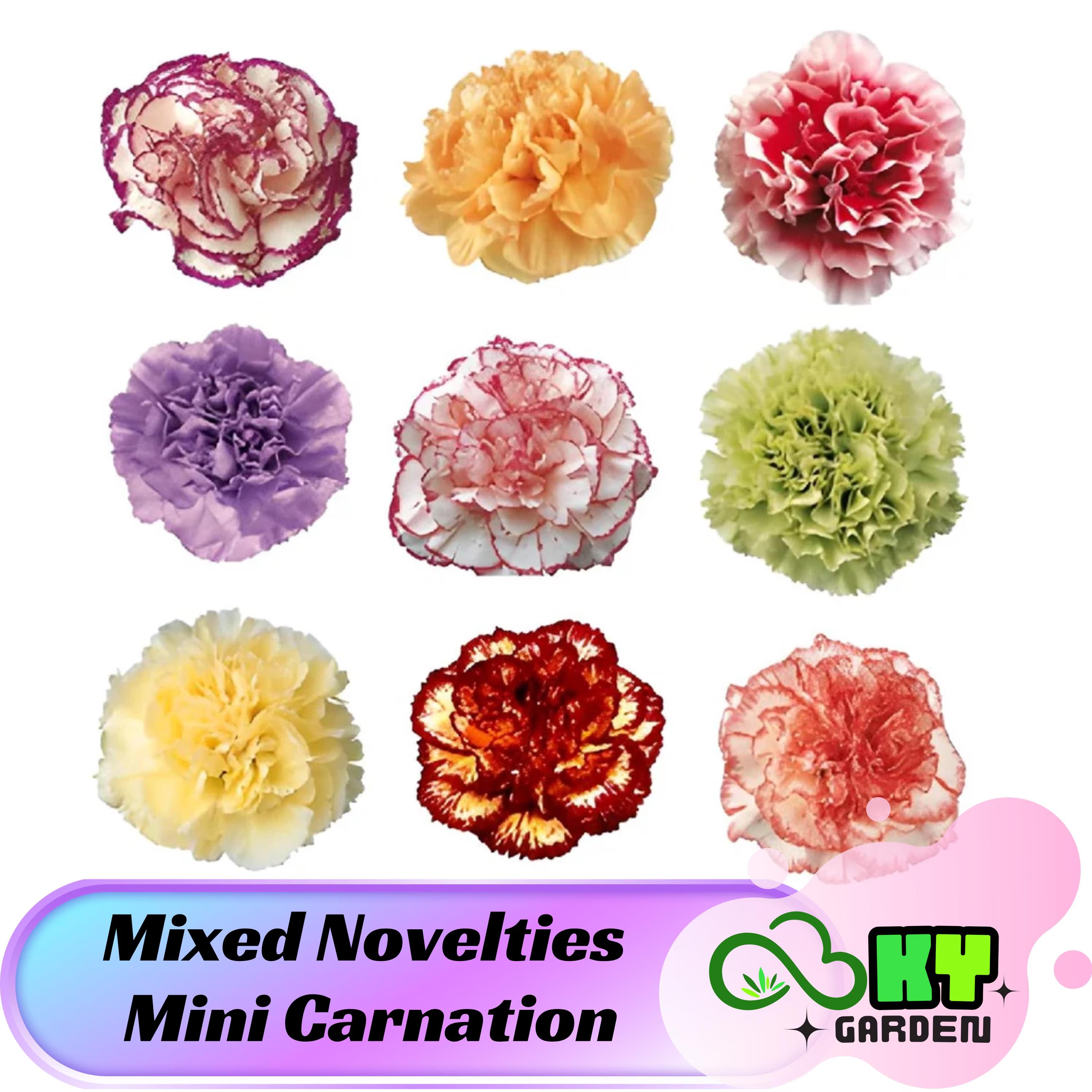 Mixed Novelties Mini Carnation Seeds - Showy Blooms, Compact Growth, Attracts Pollinators, Excellent Cut Flowers  - Plant in Spring/Fall