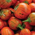 10 Turkish Orange Eggplant seeds - Grown and harvested in the USA ! Specialty ! Gourmet ! Tasty !