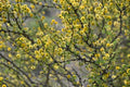 Whitethorn Acacia, Native Texas Tree Seeds and Seedlings: Vachellia constricta, great for Bonsai or native landscaping(25 Seeds)