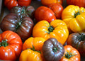 20 Organic Rainbow Mix Heirloom Tomato Vegetable Seeds