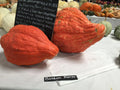 Boston Marrow Squash Seeds: Organic Heirloom Winter Squash
