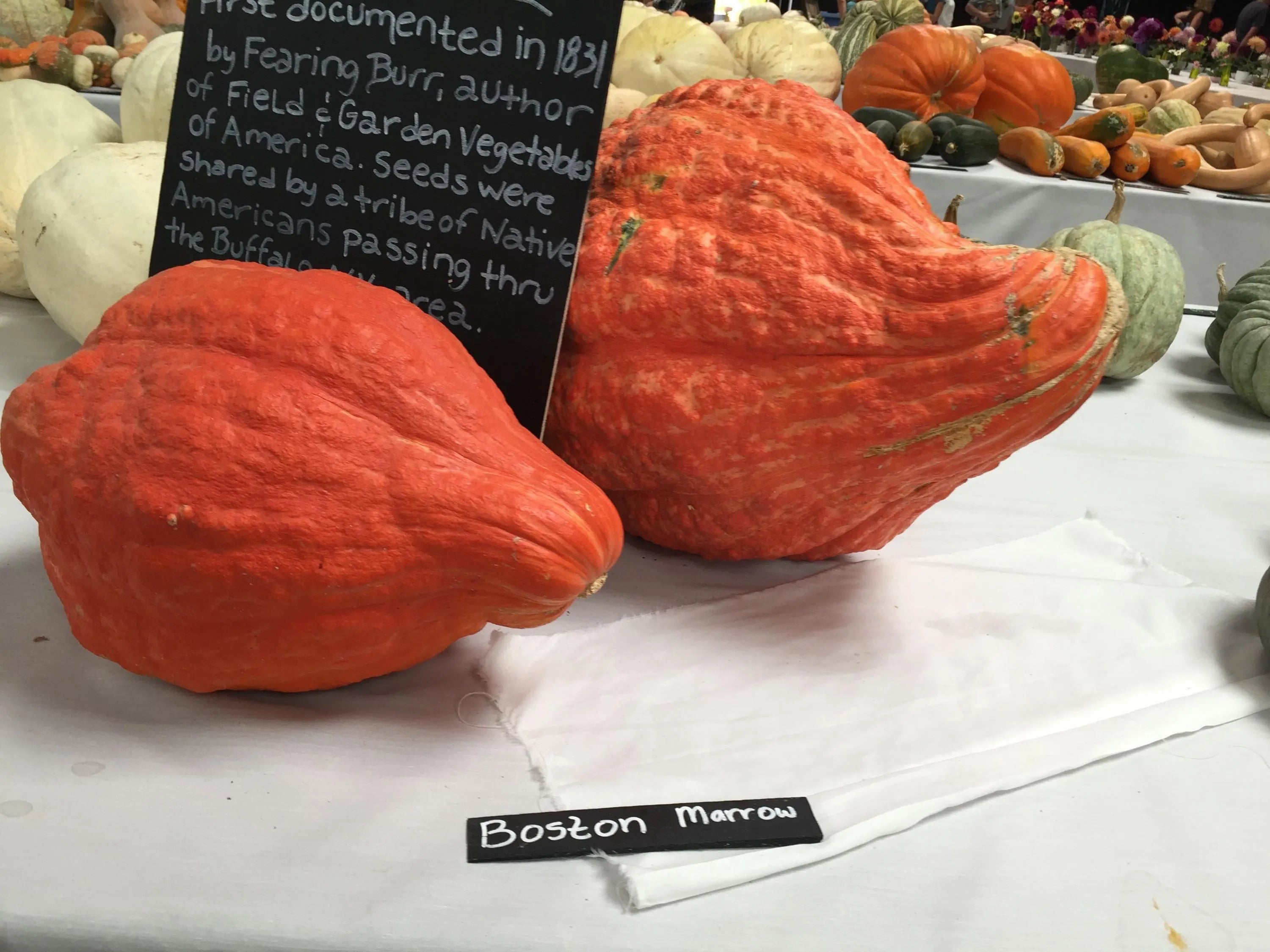 Boston Marrow Squash Seeds: Organic Heirloom Winter Squash