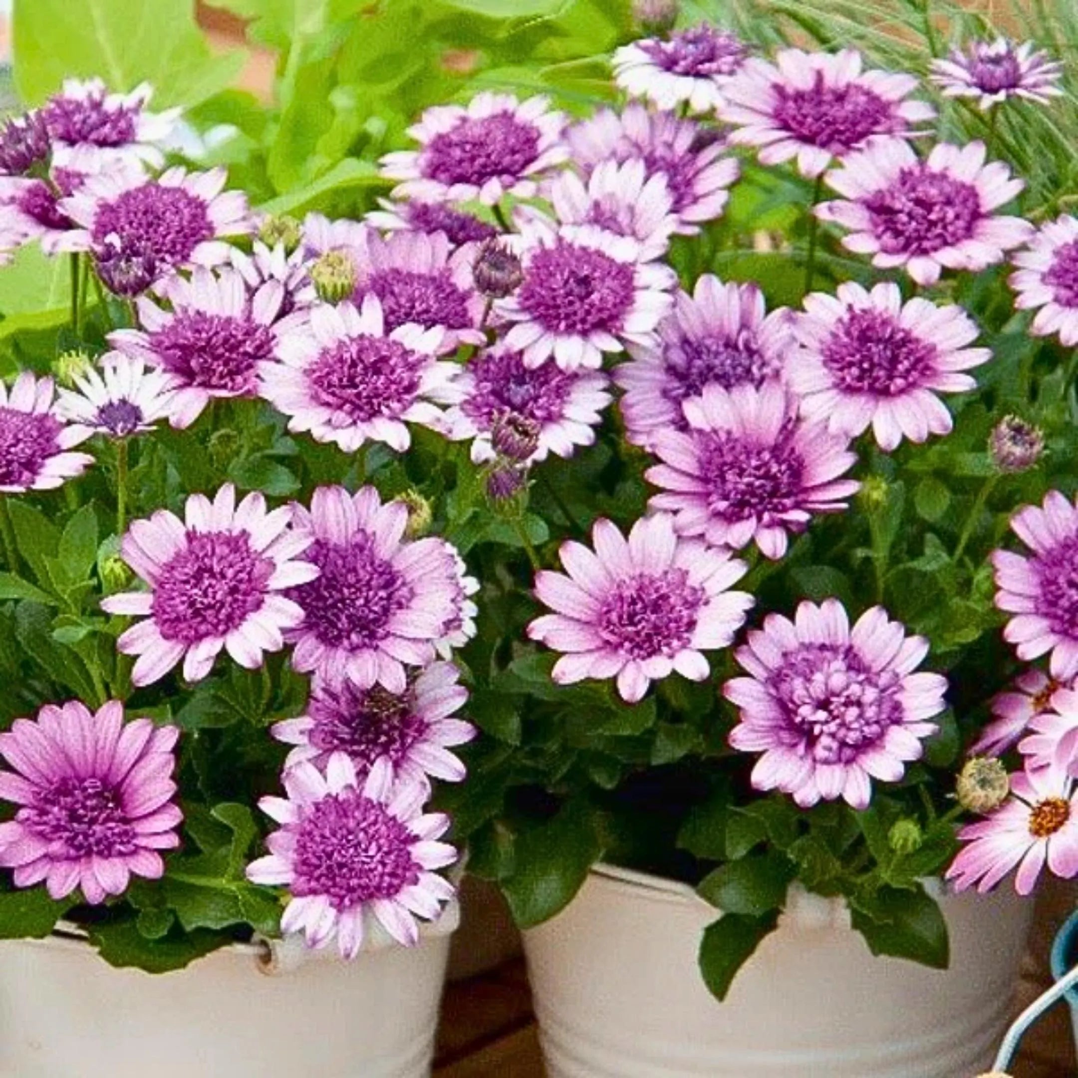 50 Violet and White 3D Cape Daisy Seeds | Osteospermum ecklonis | Unique Bi-Color Blooms for Pots, Borders  Summer Gardens
