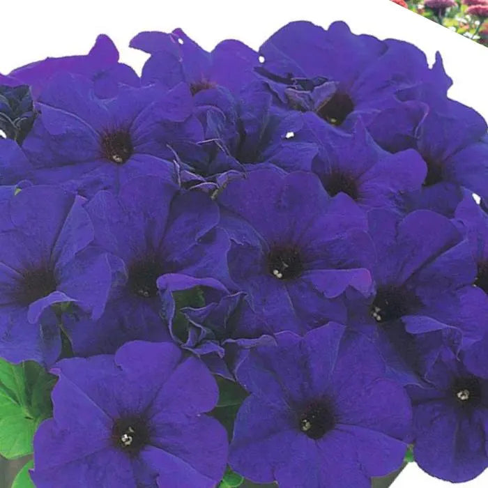Midnight Dreams Petunia Flower Seeds  20/100/200 Seeds Garden Flower Seeds U S A(20 Seeds)