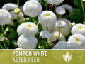 Aster, Pompon White Flower Seeds - Heirloom Seeds, China Aster, Pompon Flowers, Cut Flowers, Bee Friendly, Callistephus Seeds, Non-GMO