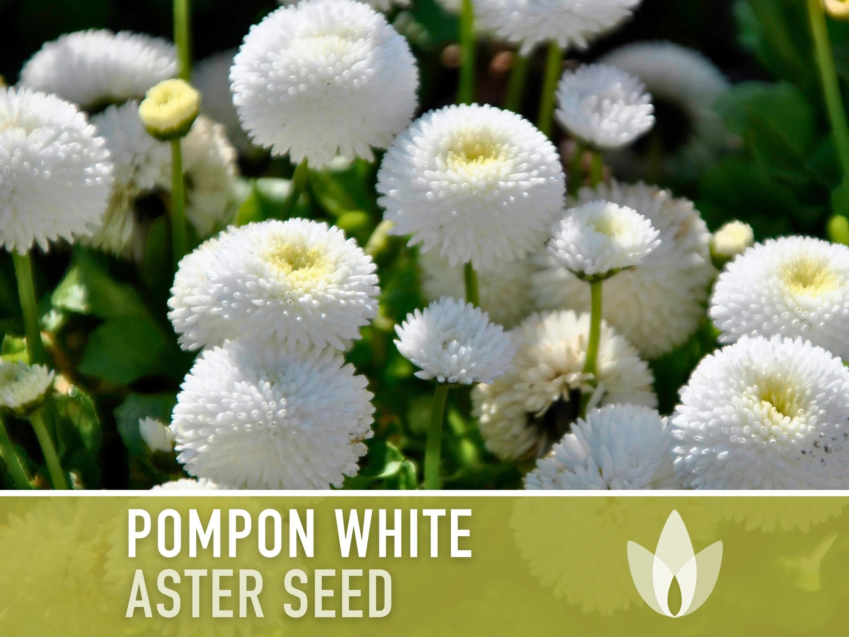 Aster, Pompon White Flower Seeds - Heirloom Seeds, China Aster, Pompon Flowers, Cut Flowers, Bee Friendly, Callistephus Seeds, Non-GMO