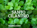 Santo Cilantro/Coriander Seeds | Heirloom - Non-GMO | Coriandrum Sativum | Herb Seeds | Seed Store | 1279(100 Seeds)