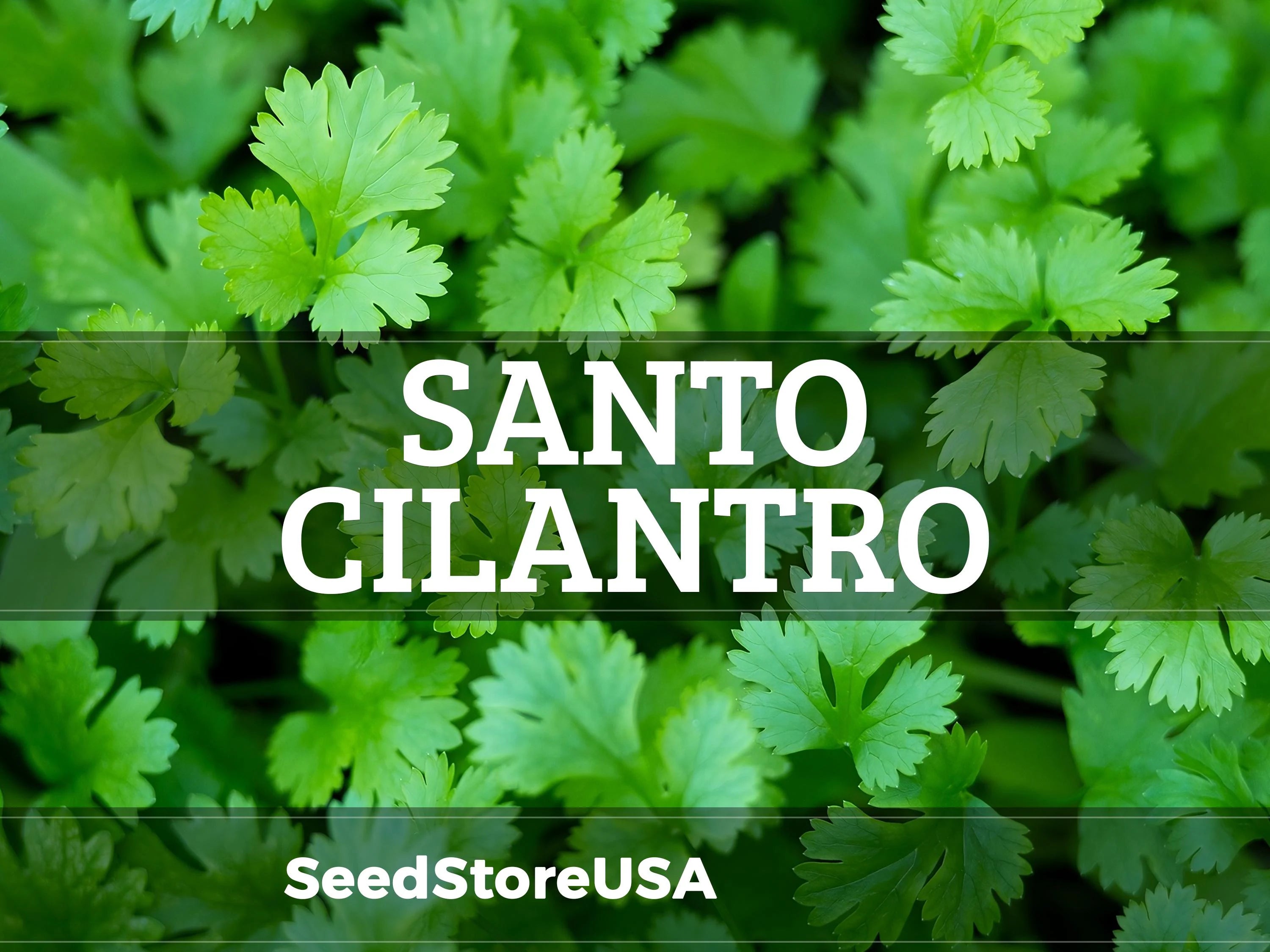 Santo Cilantro/Coriander Seeds | Heirloom - Non-GMO | Coriandrum Sativum | Herb Seeds | Seed Store | 1279(100 Seeds)