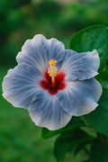 Blue Silver Hibiscus 20 Seeds | Rare Perennial Blooms | Tropical Garden Flower | Elegant Exotic Seeds
