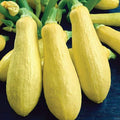 Early Prolific Straightneck Squash Seeds(10 Seeds)