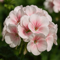 Maverick Appleblossom Geranium Seeds: Easy to Grow - 20/100/200 Seeds(20 Seeds)