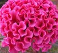Celosia Orient Pink Celosia Cockscomb Flower Seeds Heirloom NJ Seller Free Shipping
